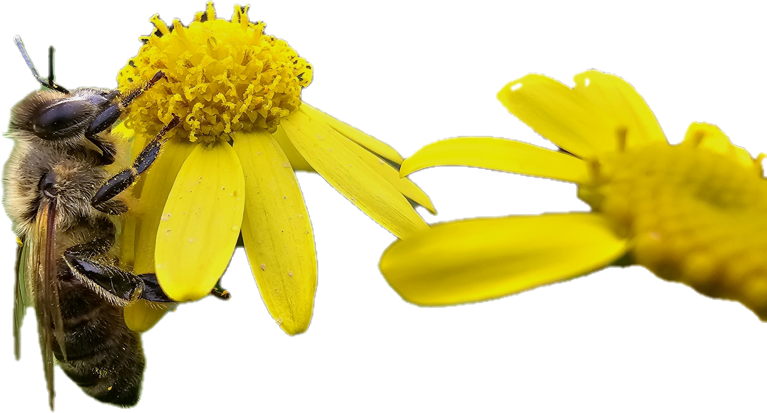 albina pe floare bee